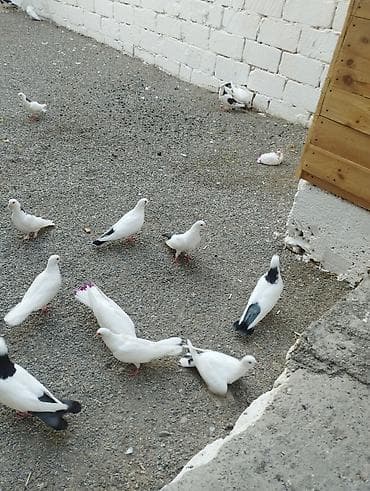 tovuz quşu qiyməti: Hoptum satilir 1ededi 15 aznden icinde deste boynugulluler ucanlar — 8