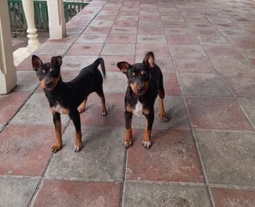 Akvariumlar: 3 ay, Erkek — 6