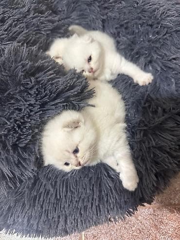 Digər heyvanlar: Şotland — 2