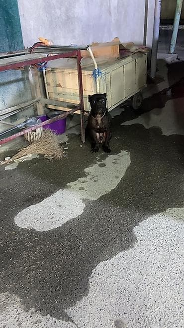 Salam İti itib Surxani/Əmircan ərazsində. Gorən əlaqə saxlasin