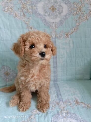 щенки купить: Пудель, 2 месяца, С прививками, Самовывоз — 1