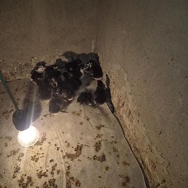 Quşlar: Yüksək yumurta verimli sakit xasiyyətli təsərrüfat üçün ideal cins İlk — 1