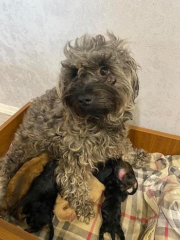 samoyed iti: Balaca ölçülü it üçün yumşaq yataq - Formalı: oval, yüksək kənarlı - — 2