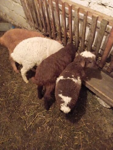 Inəklər, öküzlər: Qoyun/quzu satışı - Şəkillərdə müxtəlif rəngli 4 baş quzu göstərilir — 1