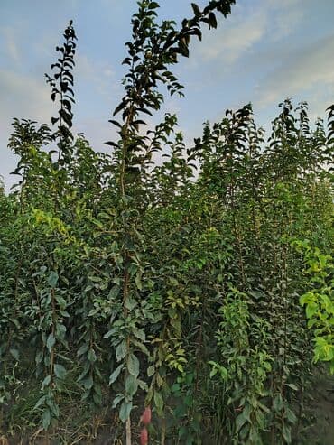 zeytun satışı: Hər növ ağac tinglerinin satışı — 9