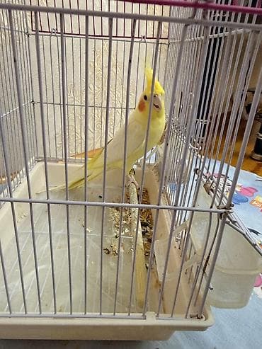amadin satilir: Nymph paraket (Cockatiel) – sarı/lutino rəngli, yanaqlarında narıncı — 3