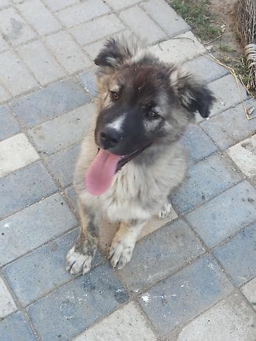 erkek it adlari azeri: Qafqaz çoban iti, 2 ay, Erkek, Ünvandan götürmə, Ödənişli çatdırılma — 5