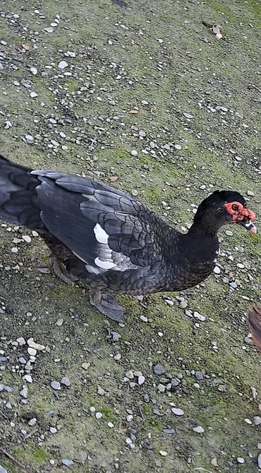 Erkək, | Macar, Damazlıq, Pulsuz çatdırılma