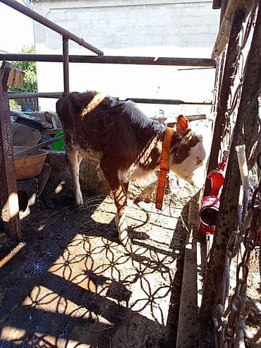 qara mal: 6 aylig Sintemental cins dişi buzov - Cins tipi: qəhvəyi-ağ rəngli — 4