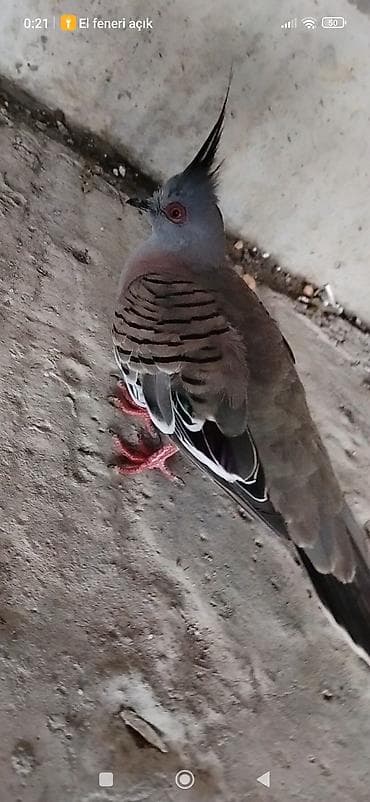 papuqay type 1: Satılır: kekili Avustralya göyərçin (qumrusu) crested pigeon — 4