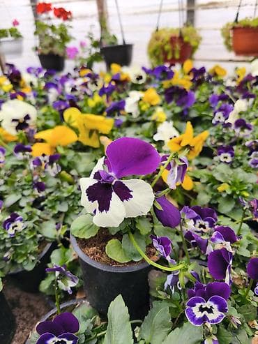 hemise bahar gulu: Rəngarəng mövsümi bəzək gülləri – istixanadan birbaşa Məhsul: - — 5