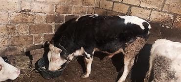 qara it sekilleri: Dana, buzov, Erkək, ay: 12, 130 kq, Ətlik — 3