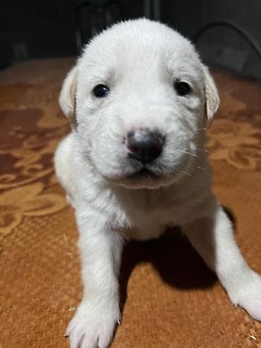 heyvan qirxan: Retriever, Peyvəndli — 1