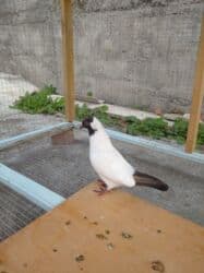 xasqi satışı: Manarx satilir.Bala qusdu.Erkek maya oldugunu bilmirem.Temiz — 2