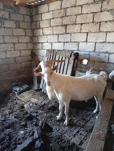 SAF KAN MACAR TEKE SATILIR SÖZE İHTİYAÇ YOK YAŞ YARIMLIK lalafo.az -da SAF KAN MACAR TEKE SATILIR SÖZE İHTİYAÇ YOK YAŞ YARIMLIK