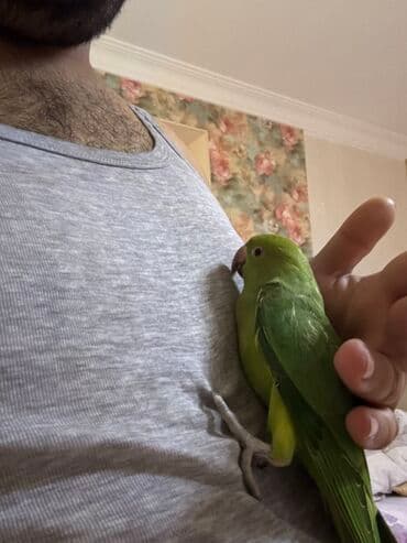 quş qəfəs: Ajerella 4 ayliq elde tutulabilen dislemeyen tam saglam qusdur ozunuze — 2