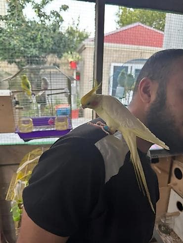 mehebbet quşu: Birdə neçə dənə korella quşu var. Onların rəngləri sarı, ağ və açıq — 9