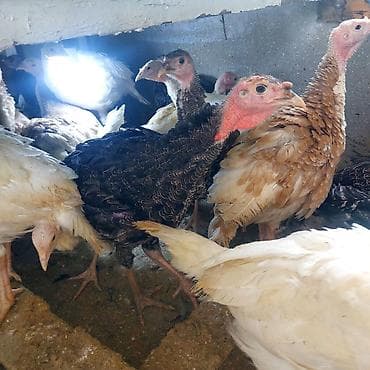 balaca quzu qiyməti: 2 ayliq hindisqa — 4