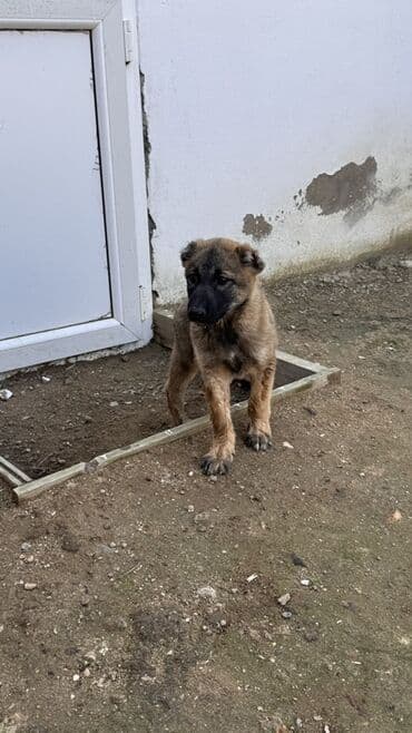 cau cau iti satilir: Məhsul: Balaca it balası - Cinsə bənzərlik: orta ölçülü, qara maskalı — 1