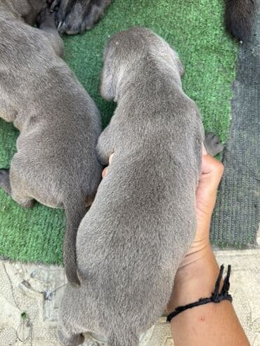 кане корсо цена: Kane-Korso, 1 ay, Erkek, Sənədli, Ünvandan götürmə — 7