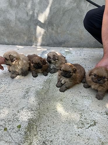 tovuz quşu: Pekines — 6