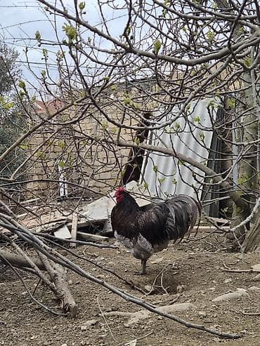 meşe xoruzu: Salam Aleykum 1 yaşi var .Ciddi şexsler narahat etsin — 6