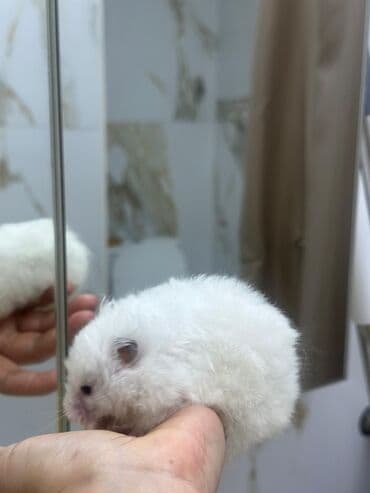 Akvariumlar: Ağ tüklü hamster – yumşaq, uzun tüklü və mehriban xasiyyətli. - Rəng — 5