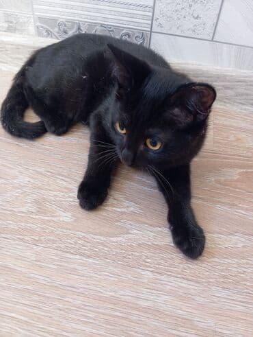 Erkək, Yaxşı əllərə, Ünvandan götürmə lalafo.az -da Erkək, Yaxşı əllərə, Ünvandan götürmə