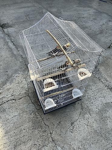 Tutuquşları: Nimfa (Cockatiel) tutuquşuları. Qəfəs ilə bir yerdə satılır, qiymətə 4 — 2
