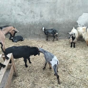 yerli cins inekler: Əmlik cepisler kəsmək üçün say və seçim çoxdur buyurun. alpin çəpiş 3 — 7