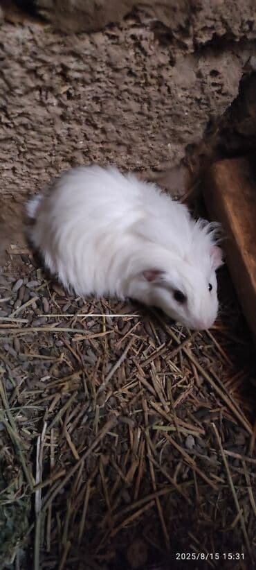 su donuzu: Ağ rəngli pambıq kimi yumşaq dəniz donuzu, qara gözləri və çəhrayı — 7