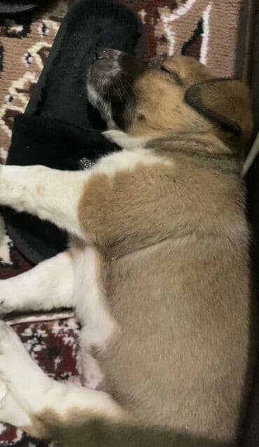 kanqal: Balaca kanqal balasıdı təmiz qandı 45 gunlukdu dermanları verılıb — 6