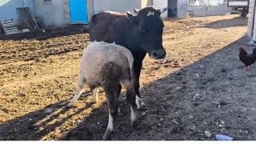 Daraq panellər: Dişi, il: 2, 450 kq, Südlük, Ödənişli çatdırılma — 1