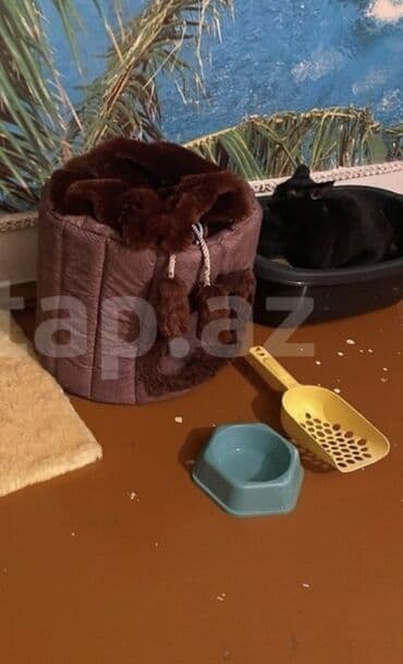 купить домик для кота: Paket şəklində pişik üçün tam aksesuar dəsti. Dəstərin tərkibi: - — 5