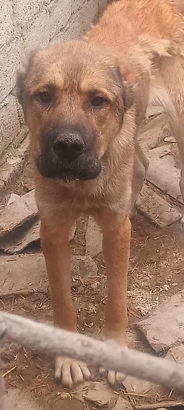 heyvanlar pişik: Dişi kanqal 18 ay — 1