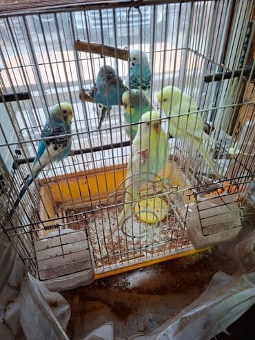 tuk tuk mmc: Salam umumi 10 qusdur 2 çütdür 6 si ise tek tek sekillerdede var cut — 4