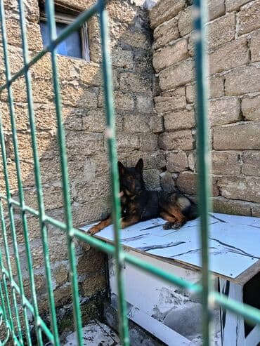 возьму собаку в хорошие руки: Бельгийская овчарка, 1 год, Самец, С прививками, Самовывоз — 2