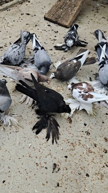 bakida cins ineklerin satisi: 12 DƏNƏ QUŞDU 1 DƏNƏSİ 10 MANATDAN KOM SATILƏR TƏK TƏK ALANDA QİYMƏT — 6