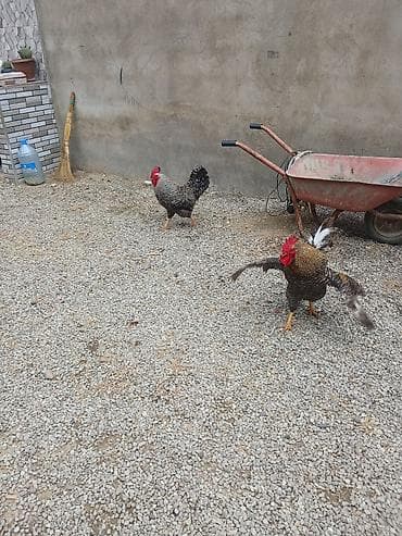 cex qus: 8 aylığ Xorkov xoruzları Təsvir: - Güclü bədən quruluşlu, qırmızı — 4