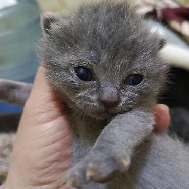 Britan pisik balalari 2 heftelikdirler yaxsi ellere - Rəng: bərabər