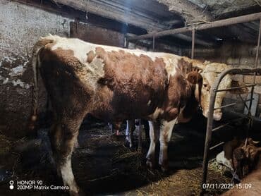 Erkək, Simental, il: 3, 550 kq, Damazlıq, Ətlik, Ödənişli çatdırılma