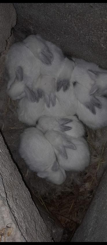 18 eded 25 günlük balalar satilir Şəkillərdə göstərilən balalar