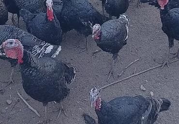 erkek: Mazazirda untuwqa satlir diwide var yumurtlayir erkek de var 10 dene — 2