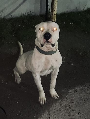 Pişiklər: Doq, 2 il, Dişi, Peyvəndli — 4