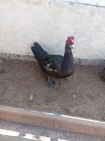 lal ordəklərin satışı: Məhsul: Misk ördəkləri (indo duck) Təsvir: - Şəkillərdə göstərilən — 1