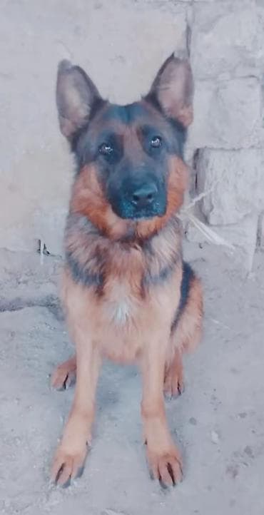 Alman çoban iti, 1 il, Dişi