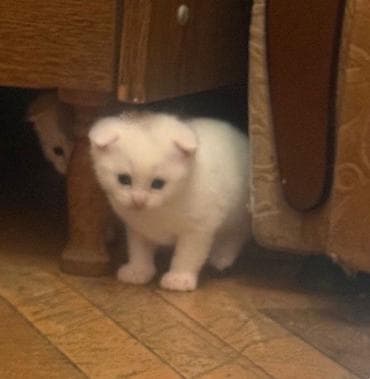 pisiy: Şotland yastı qulaq — 3