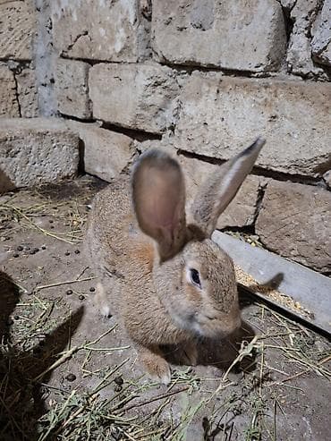 dovşam: 2 dovşan satilir biri temiz qan velikandi erkeydi tam saglamdi 4 — 6