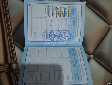 arpa toxumu satışı: Kane-Korso, 3 ay, Erkek, Ödənişli çatdırılma — 9