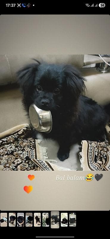 it ucun evlər: - Növ: Kiçik ölçülü dekorativ it (qara tüklü) - Xarakter: oynaq — 4